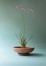 Load image into Gallery viewer, bergs potter ada rose 25øcm
