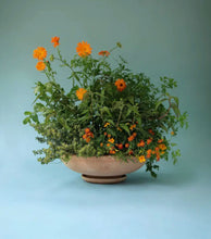 Load image into Gallery viewer, bergs potter ada rose 25øcm